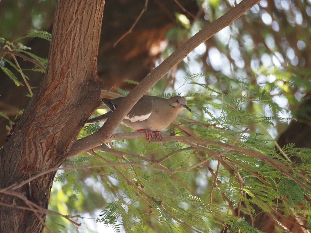 White-winged Dove - ML638382018