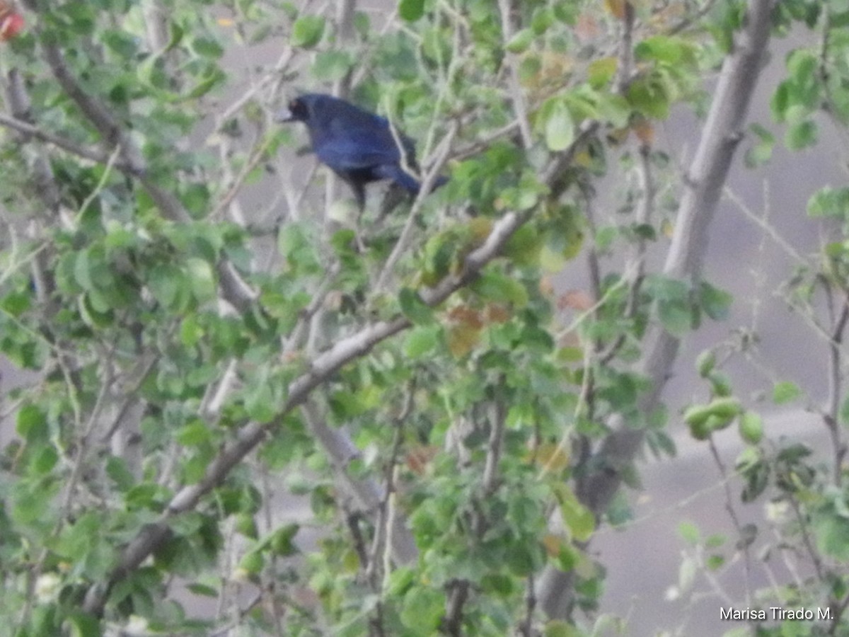 Bronzed Cowbird - ML638382022