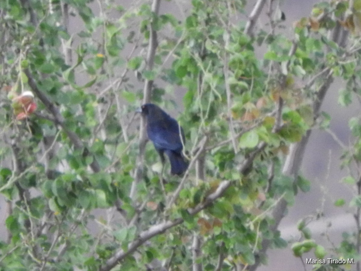 Bronzed Cowbird - ML638382023