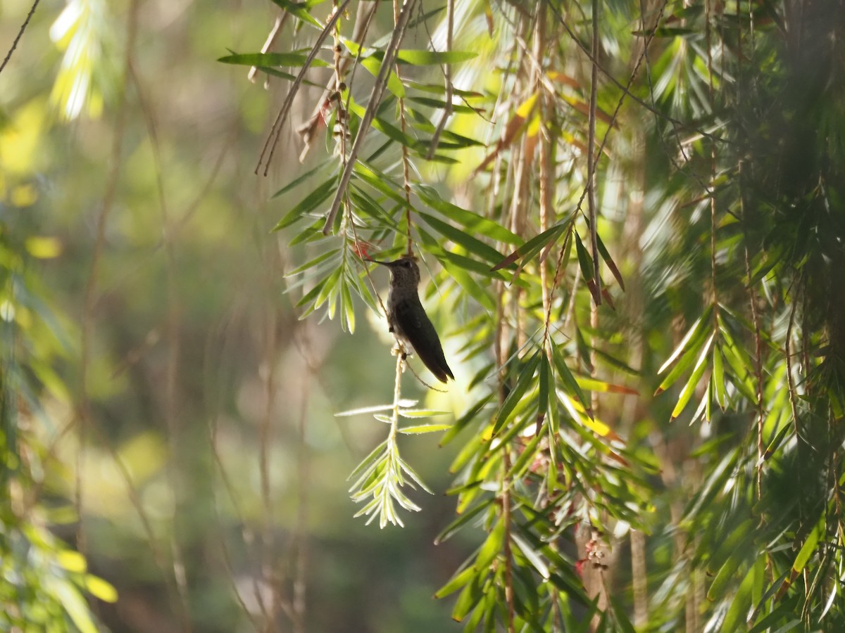 Anna's Hummingbird - ML638382038