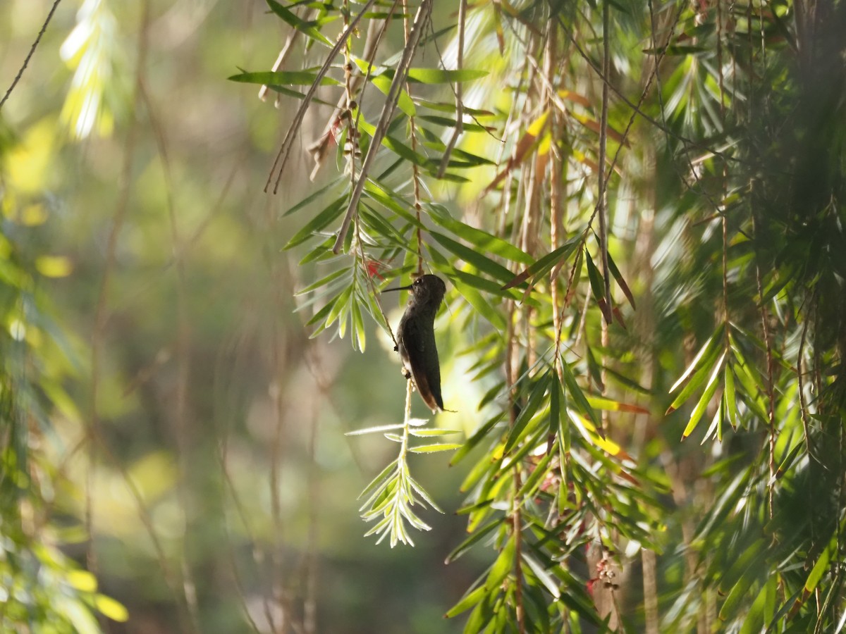 Anna's Hummingbird - ML638382039