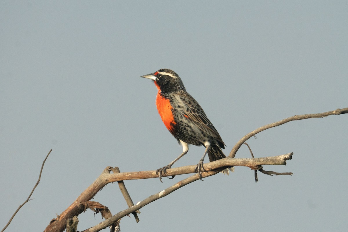 Peruvian Meadowlark - ML638382052