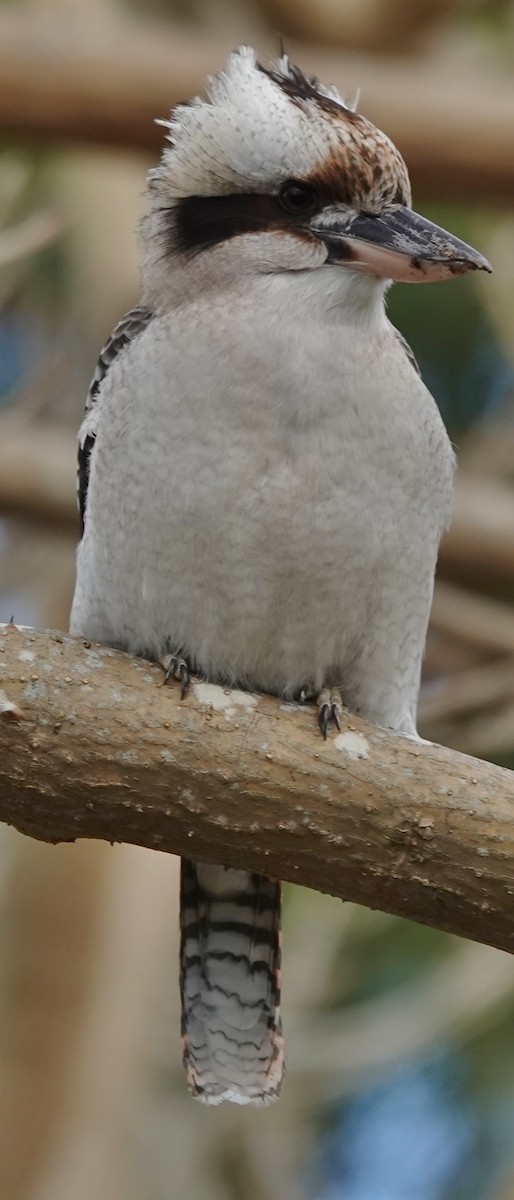 Laughing Kookaburra - ML638382058