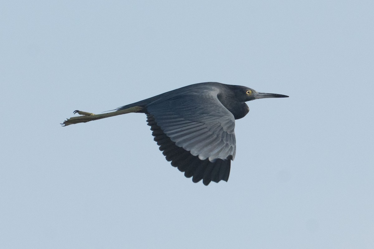 Little Blue Heron - ML638382059