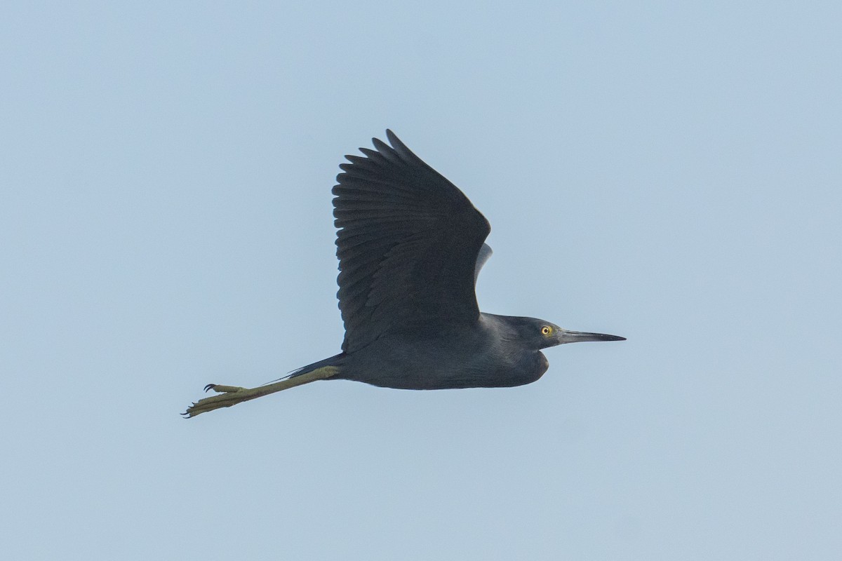 Little Blue Heron - ML638382060