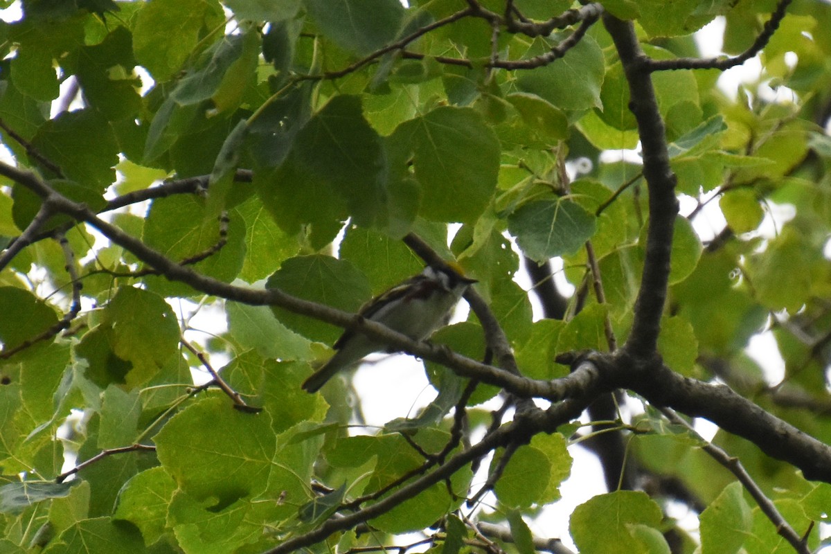 Chestnut-sided Warbler - ML638382061