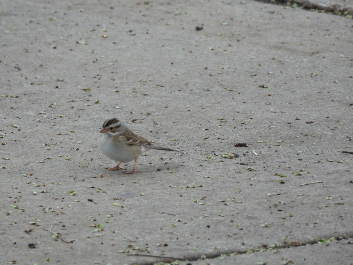 Clay-colored Sparrow - ML638382067