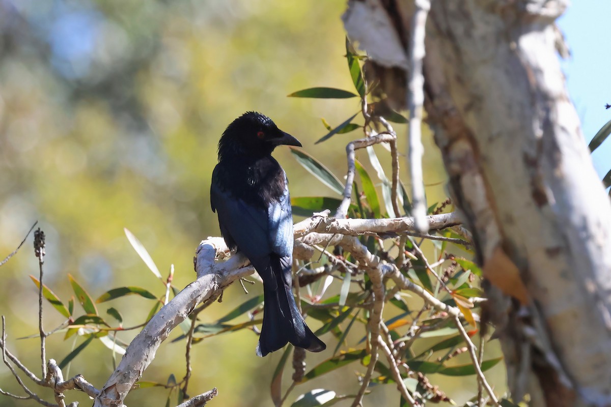 Spangled Drongo - ML638382071