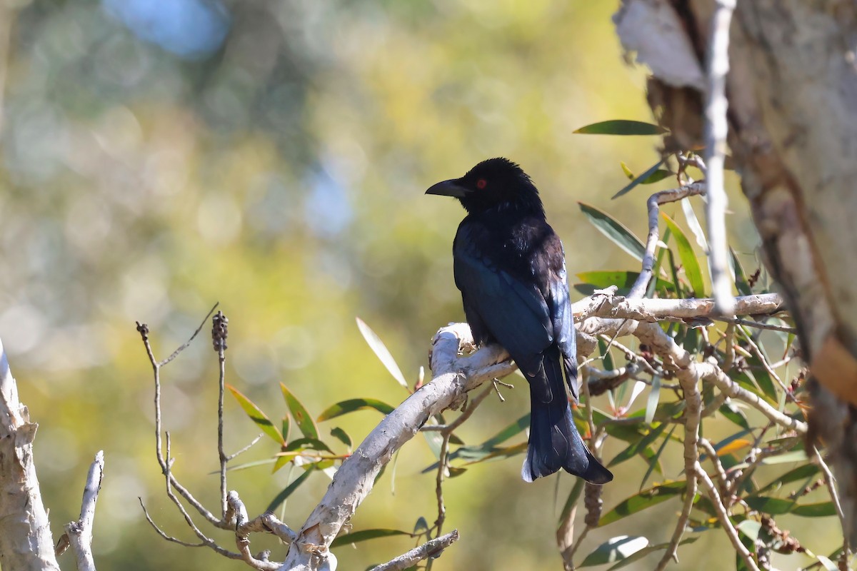 Spangled Drongo - ML638382072