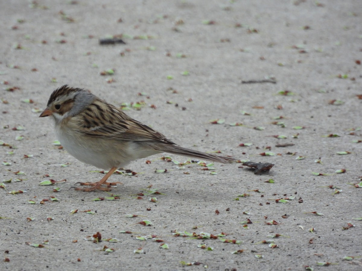 Clay-colored Sparrow - ML638382103