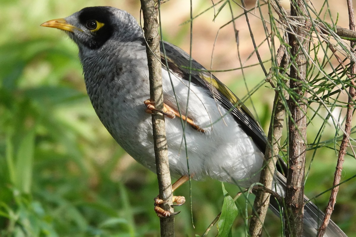 Noisy Miner - ML638382104