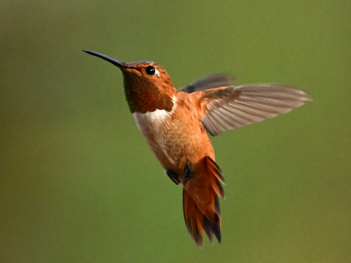 Rufous Hummingbird - ML638382105