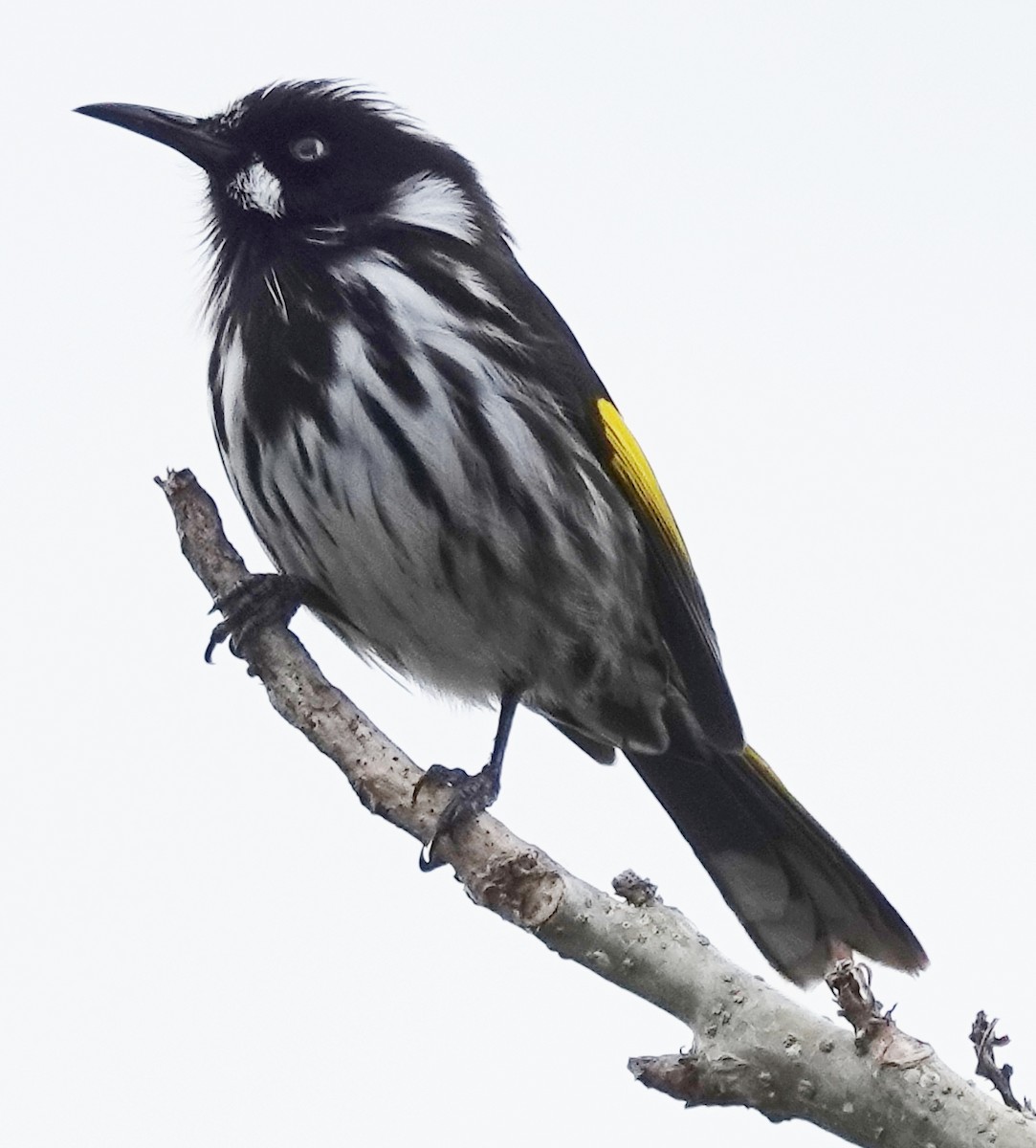 New Holland Honeyeater - ML638382117