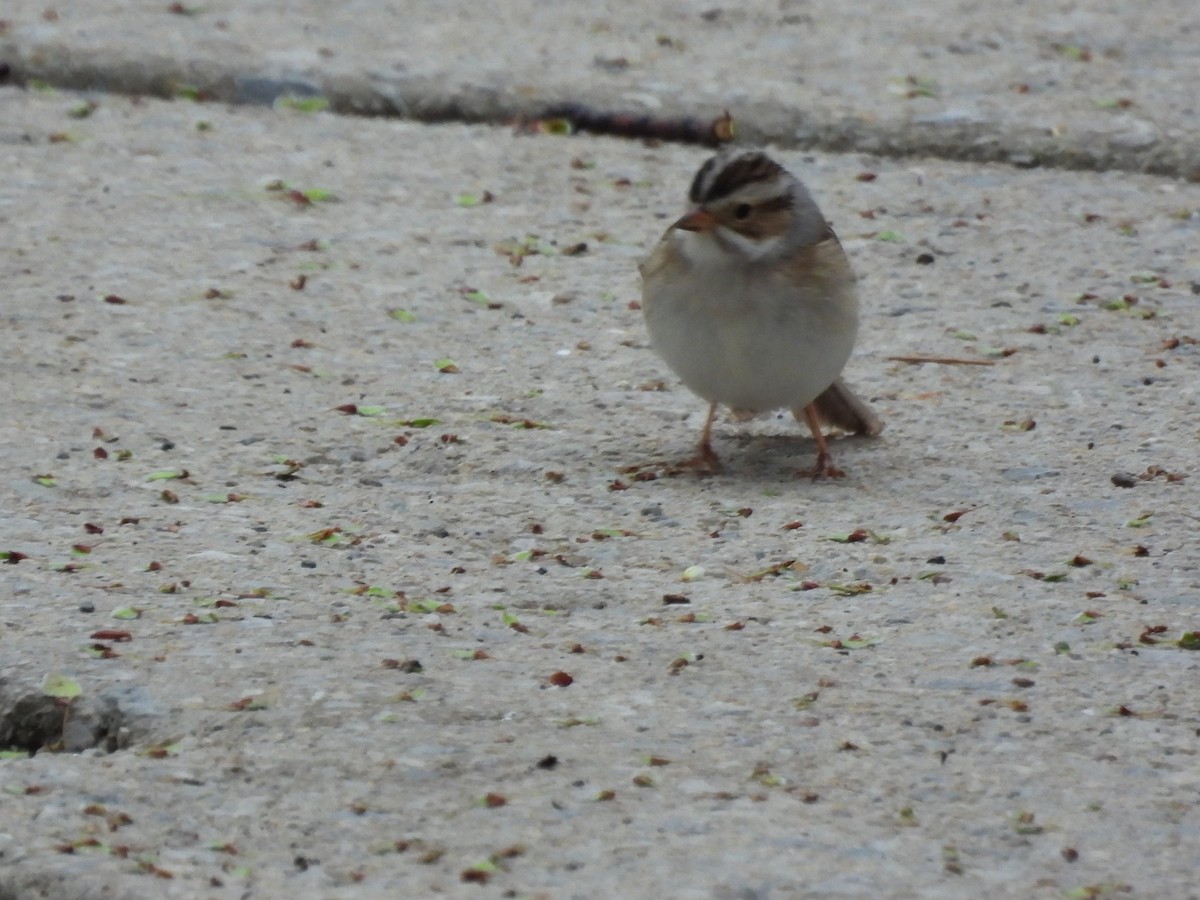 Clay-colored Sparrow - ML638382129