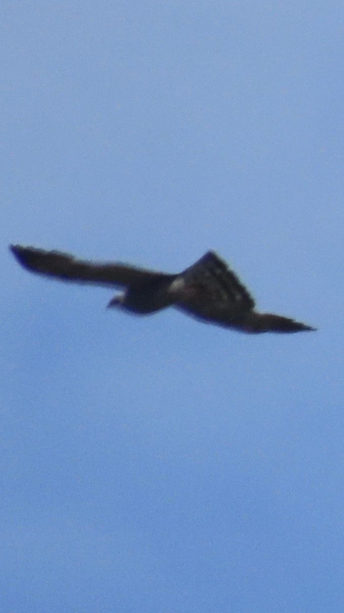 Mississippi Kite - ML638382130