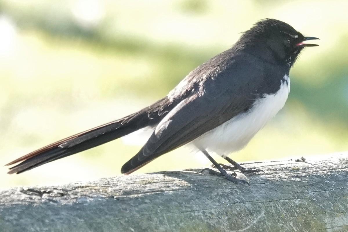 Willie-wagtail - ML638382138