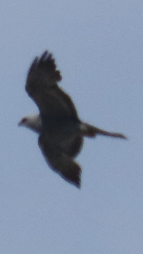 Mississippi Kite - ML638382141