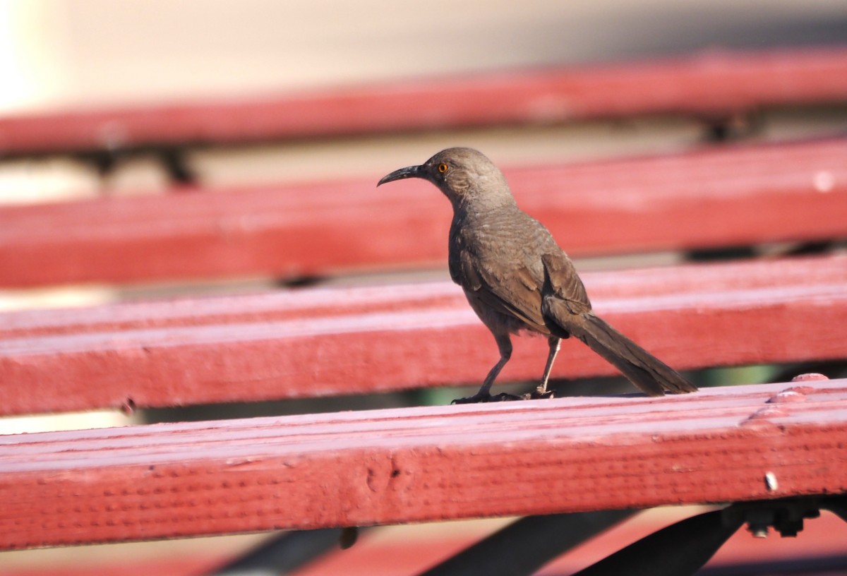 Curve-billed Thrasher - ML638382145