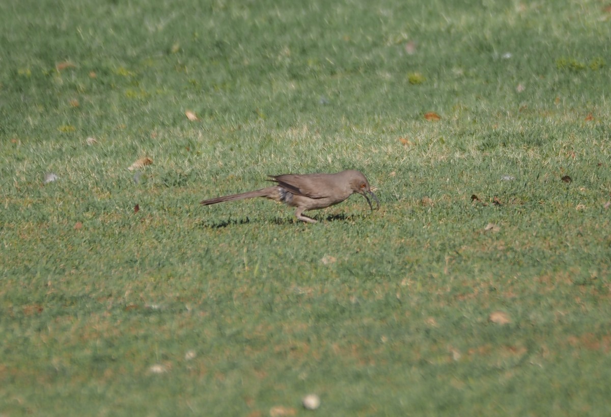 Curve-billed Thrasher - ML638382146