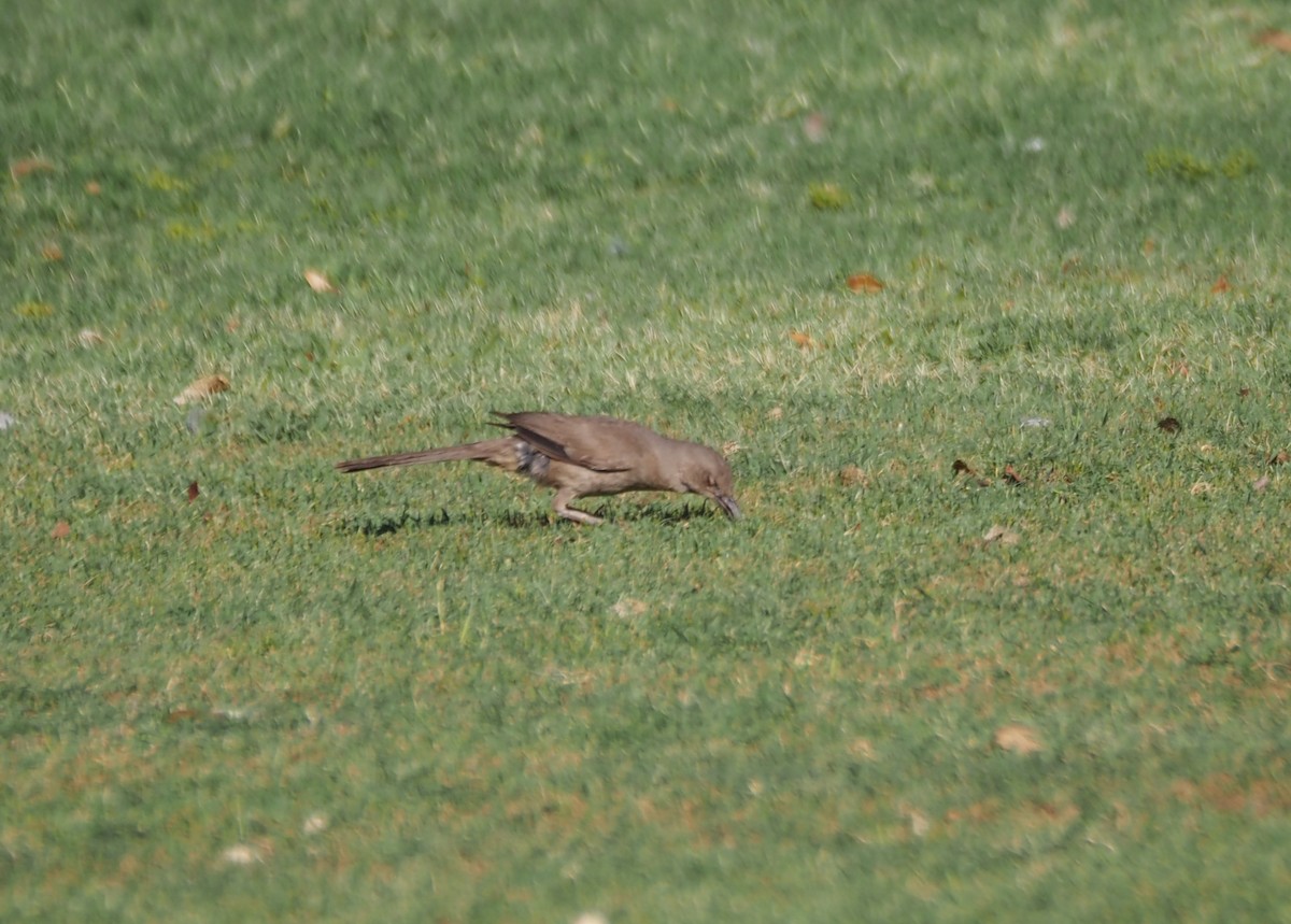 Curve-billed Thrasher - ML638382147