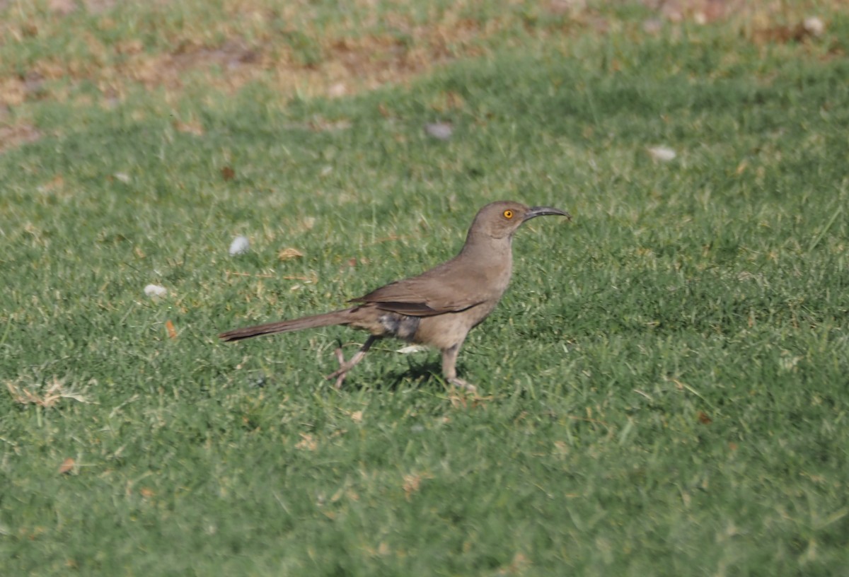 Curve-billed Thrasher - ML638382148