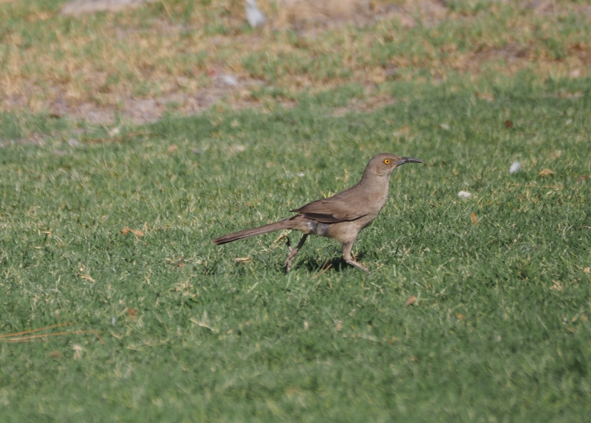 Curve-billed Thrasher - ML638382149