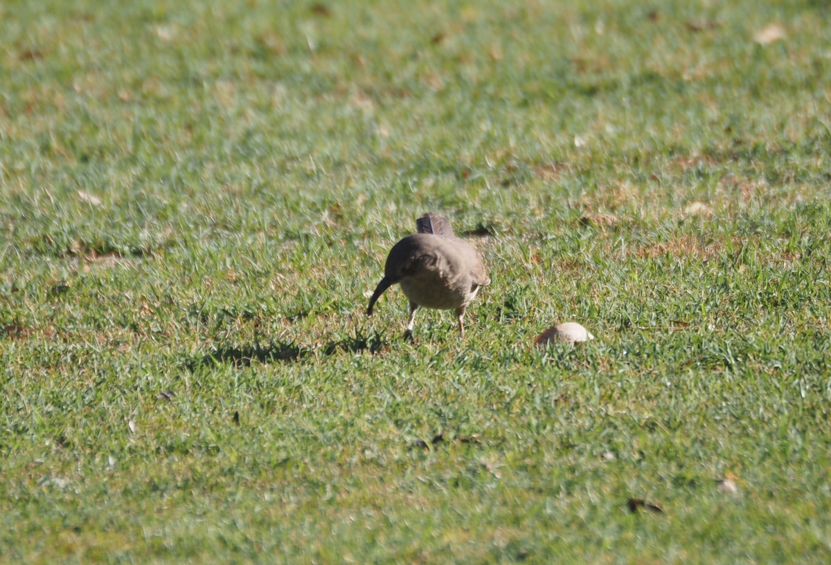 Curve-billed Thrasher - ML638382150