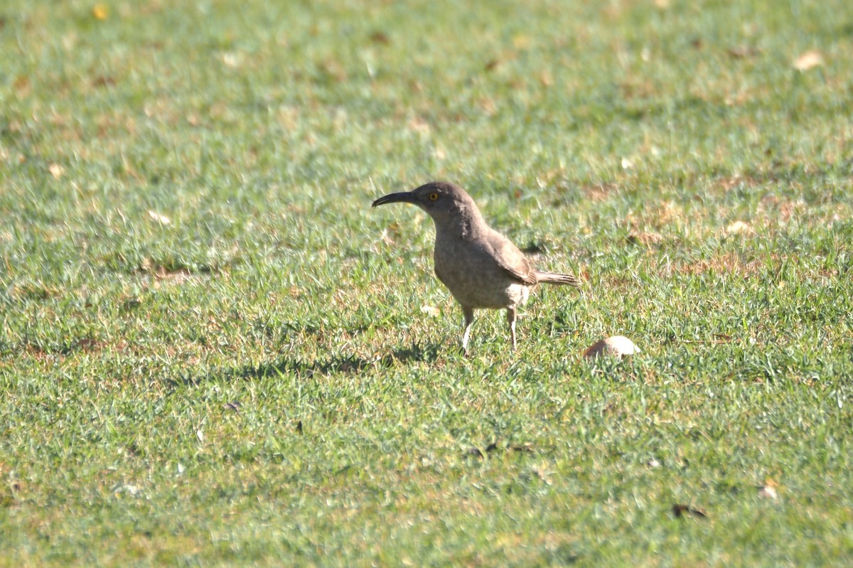 Curve-billed Thrasher - ML638382151
