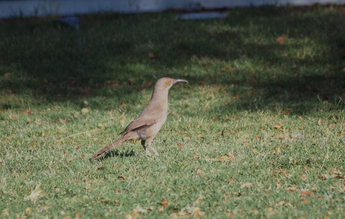 Curve-billed Thrasher - ML638382153