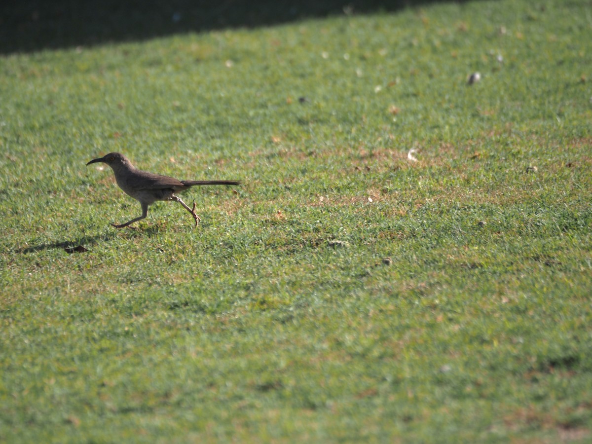 Curve-billed Thrasher - ML638382154