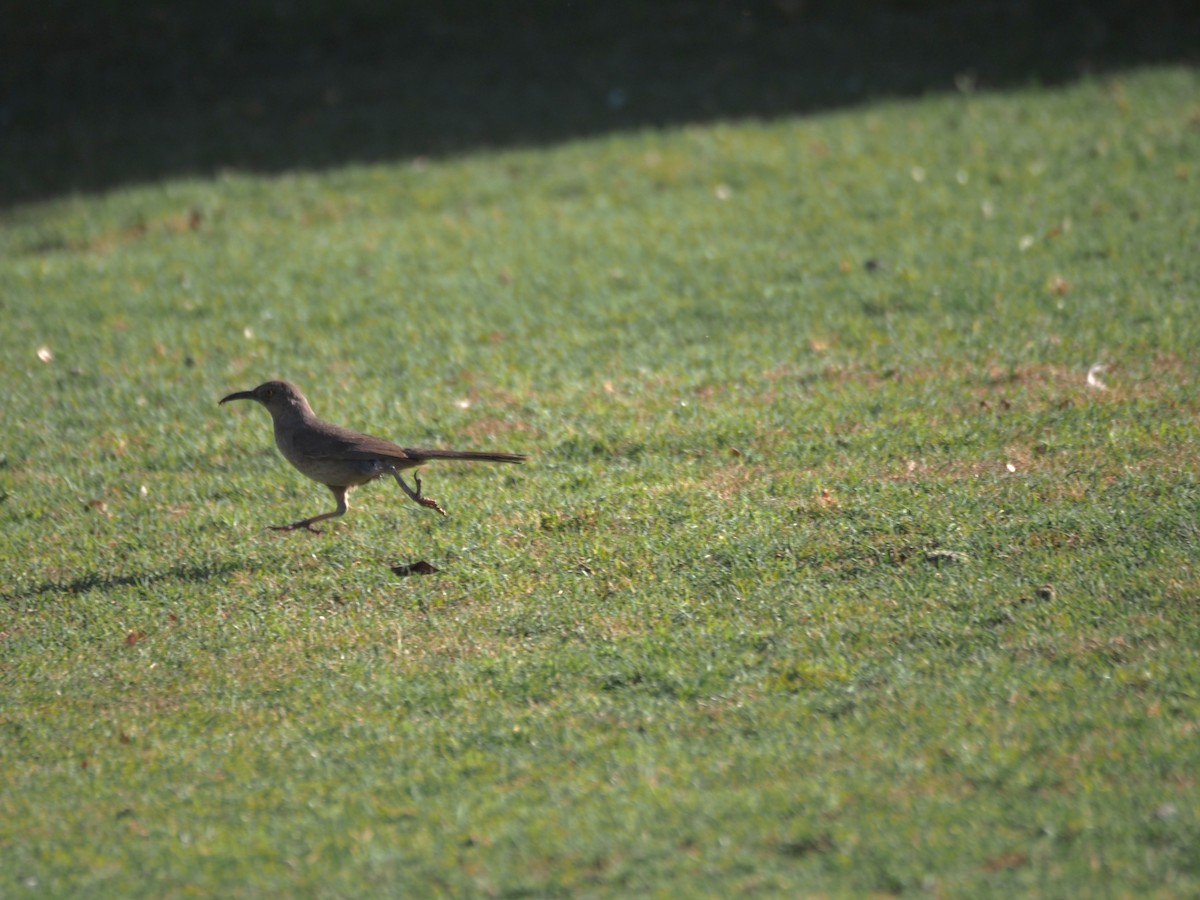 Curve-billed Thrasher - ML638382155