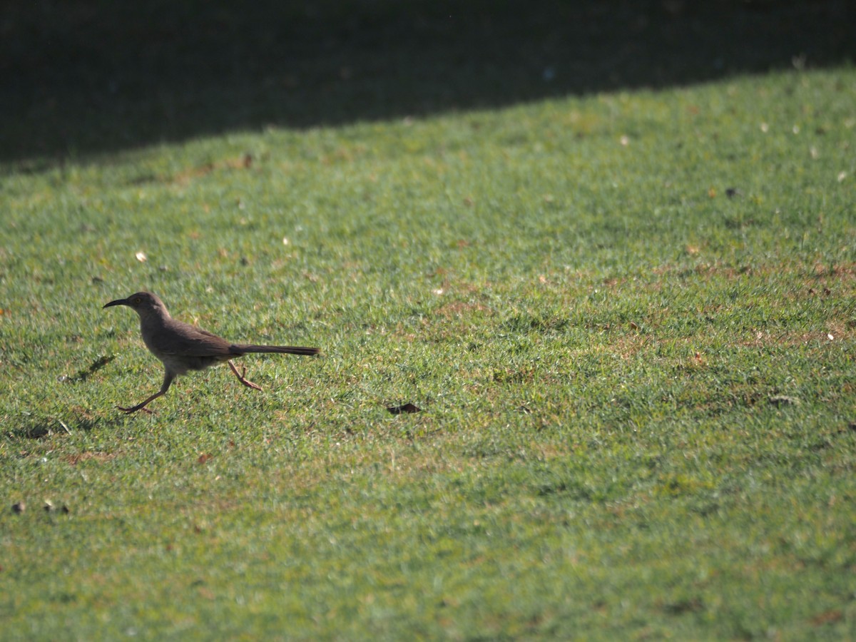 Curve-billed Thrasher - ML638382156