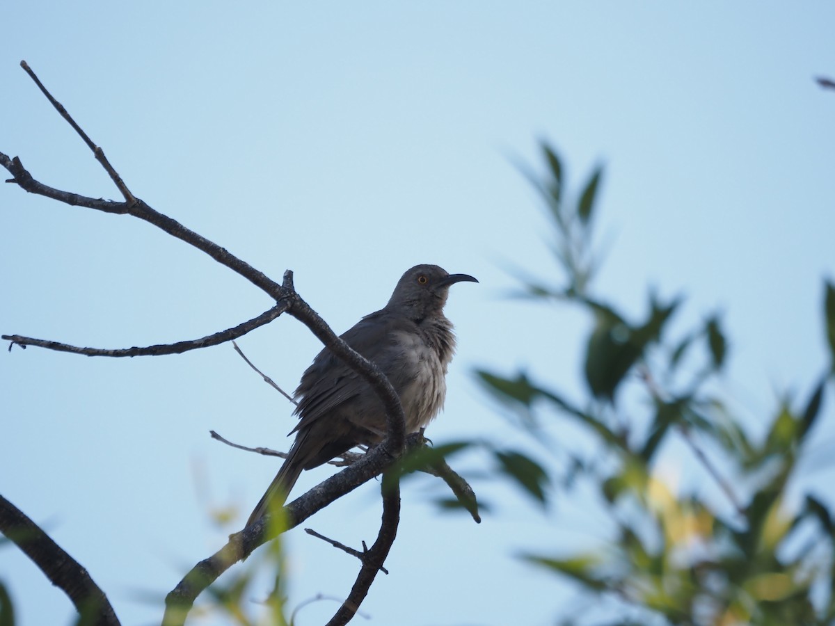 Curve-billed Thrasher - ML638382158