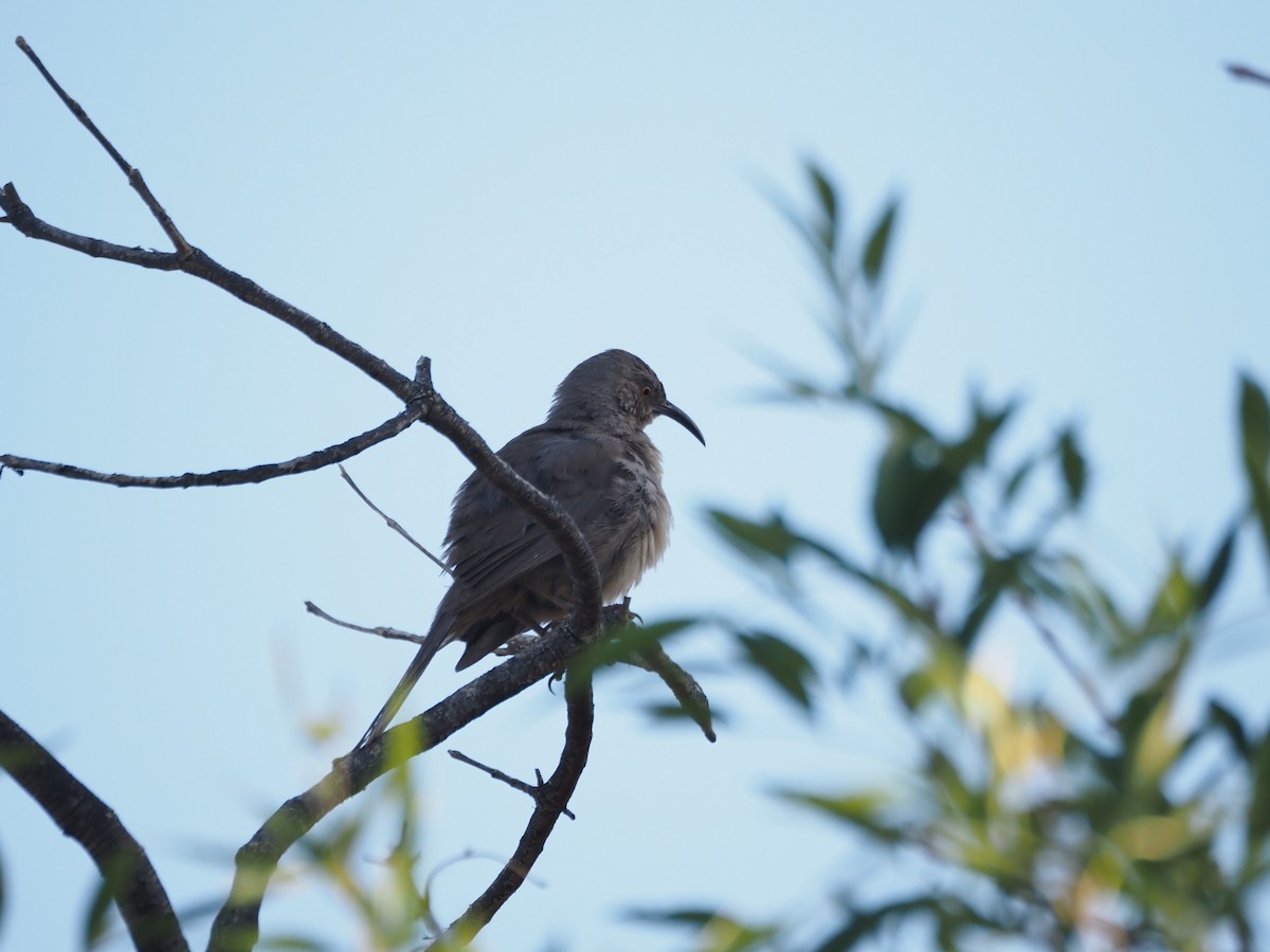 Curve-billed Thrasher - ML638382160