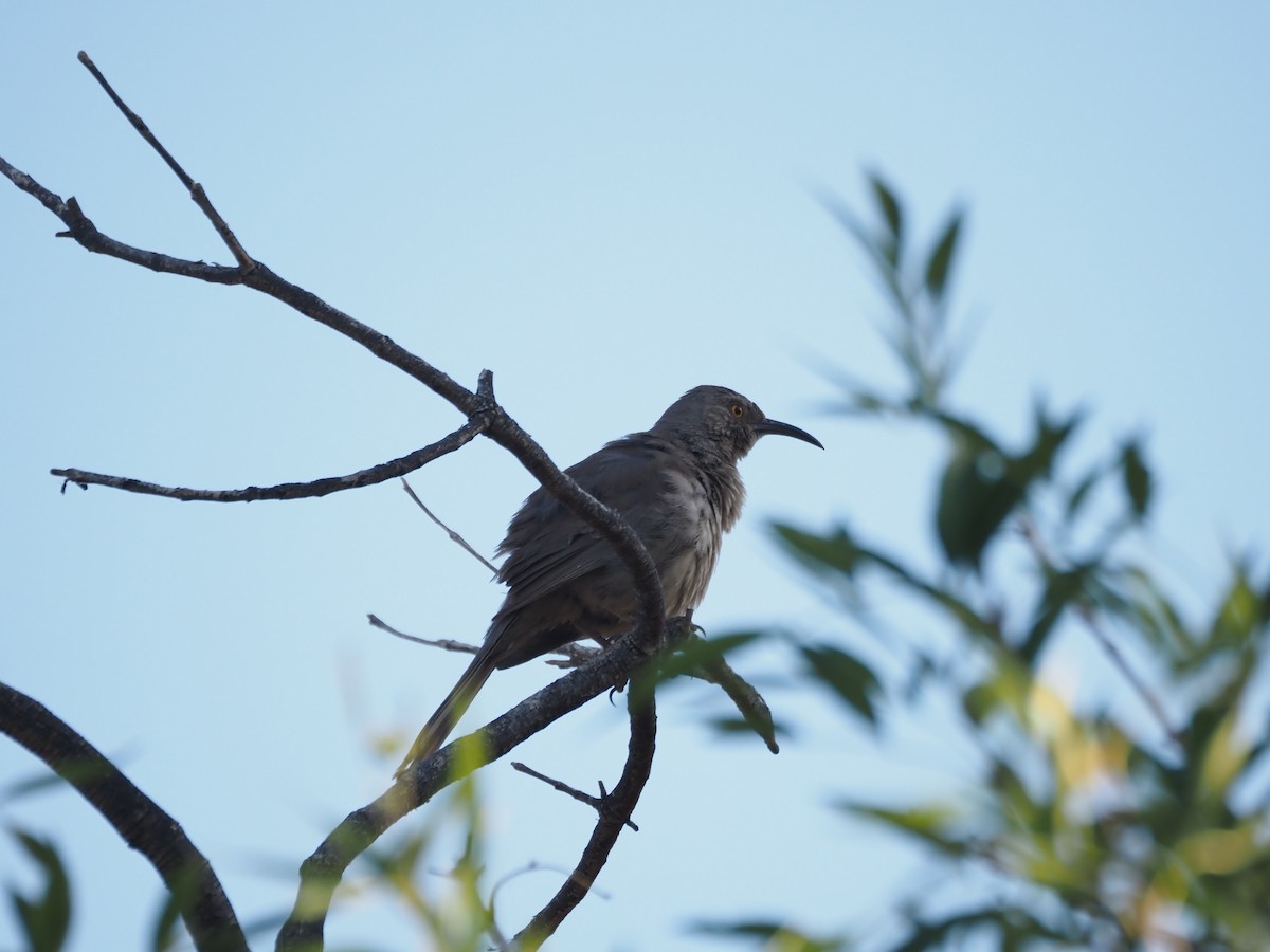 Curve-billed Thrasher - ML638382161