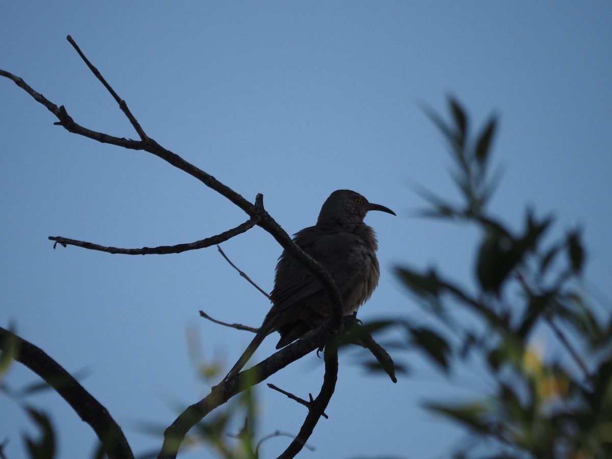 Curve-billed Thrasher - ML638382162