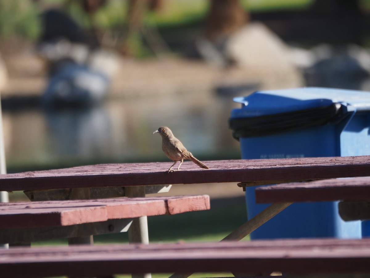 Curve-billed Thrasher - ML638382164