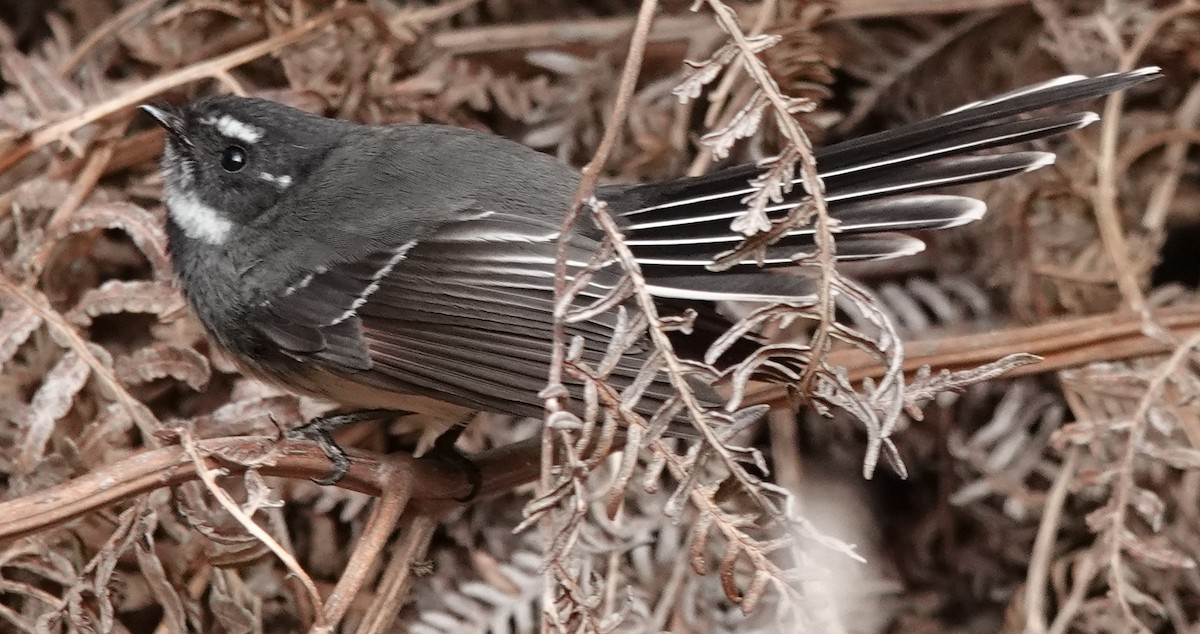 Gray Fantail - ML638382166