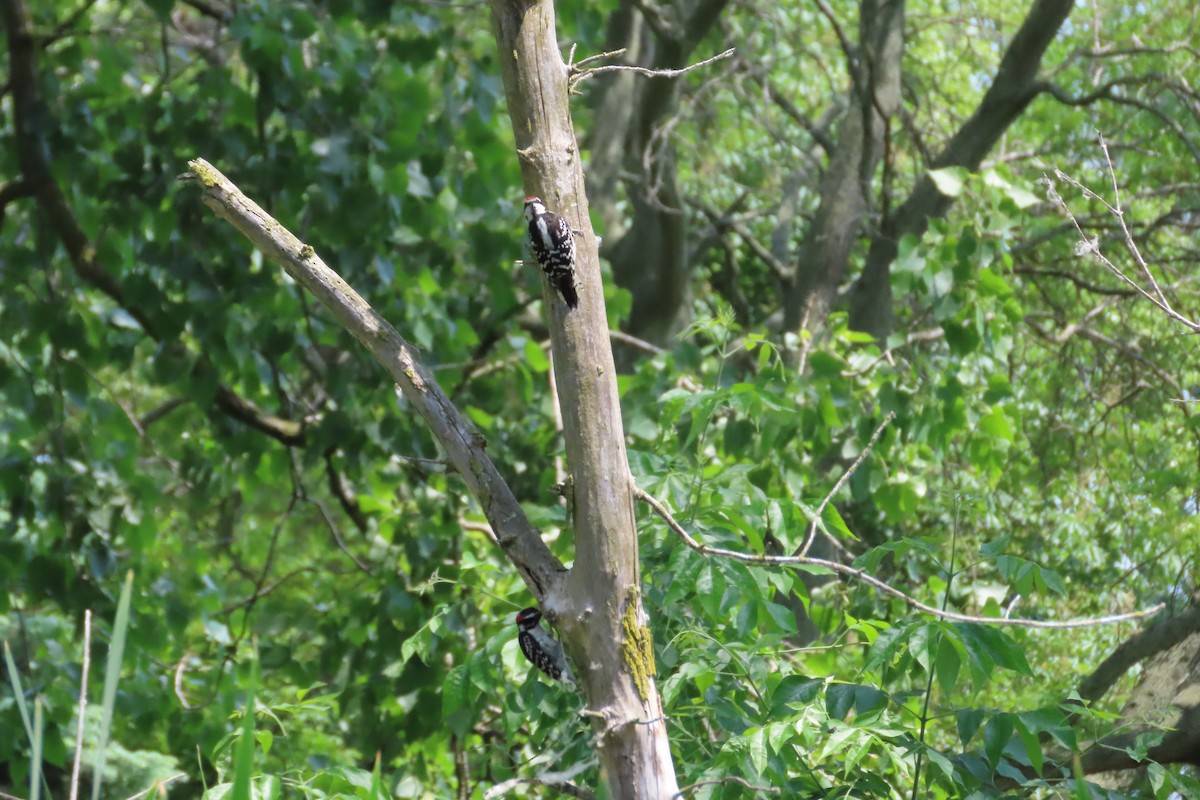 Downy Woodpecker - ML638382167