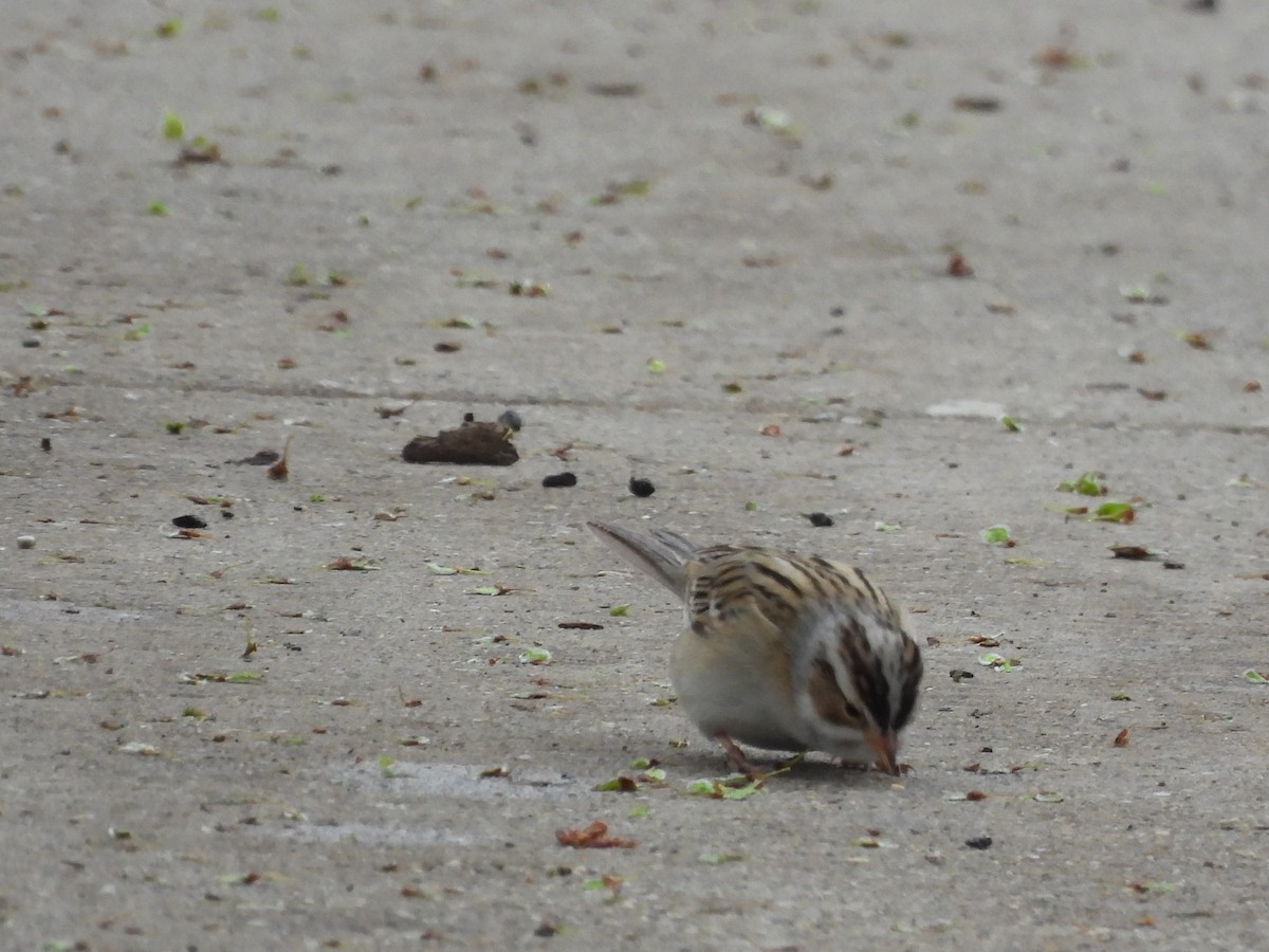 Clay-colored Sparrow - ML638382168