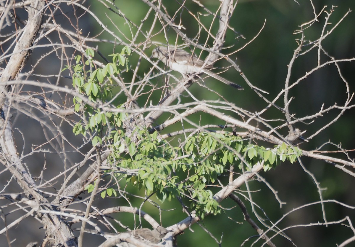 Northern Mockingbird - ML638382170
