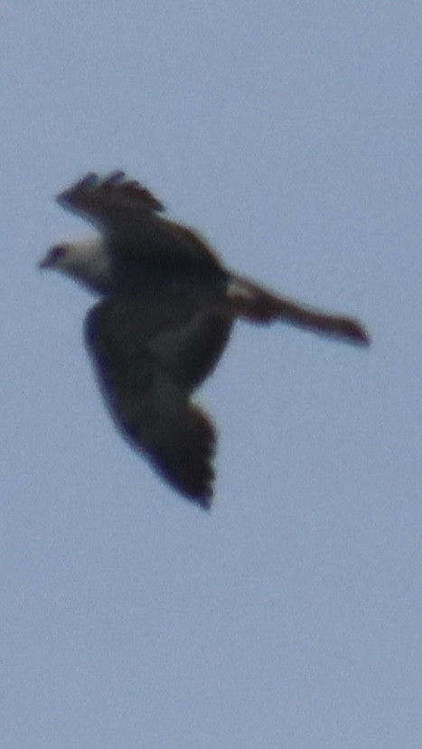 Mississippi Kite - ML638382171