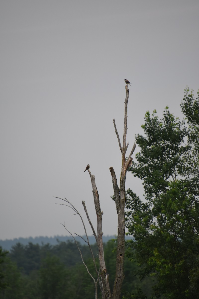 American Kestrel - ML638382172