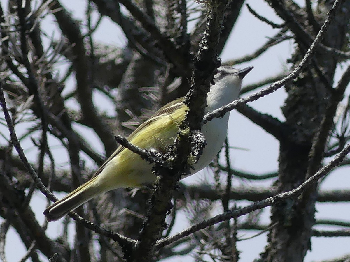 Blue-headed Vireo - ML638382173