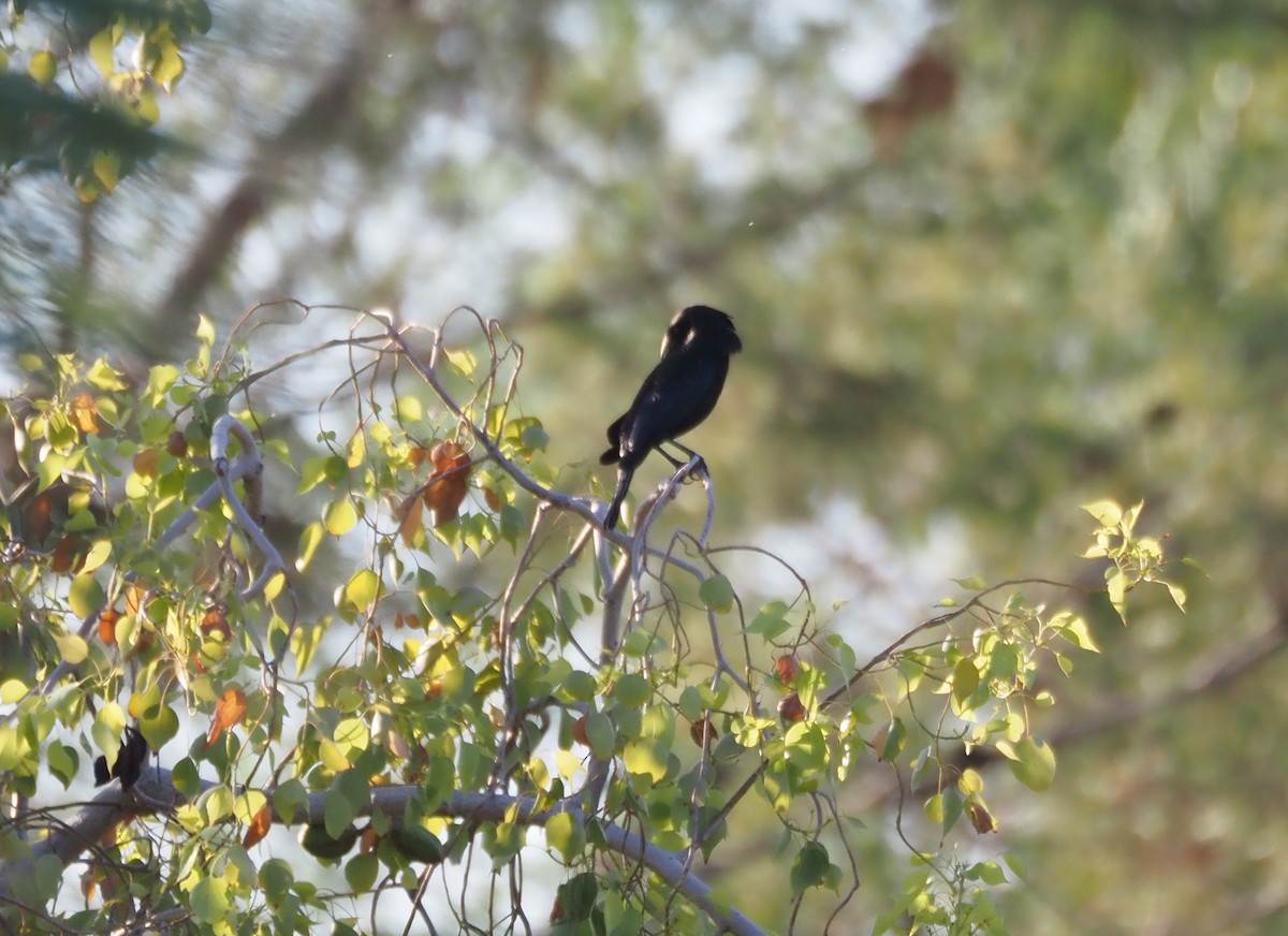 Bronzed Cowbird - ML638382175