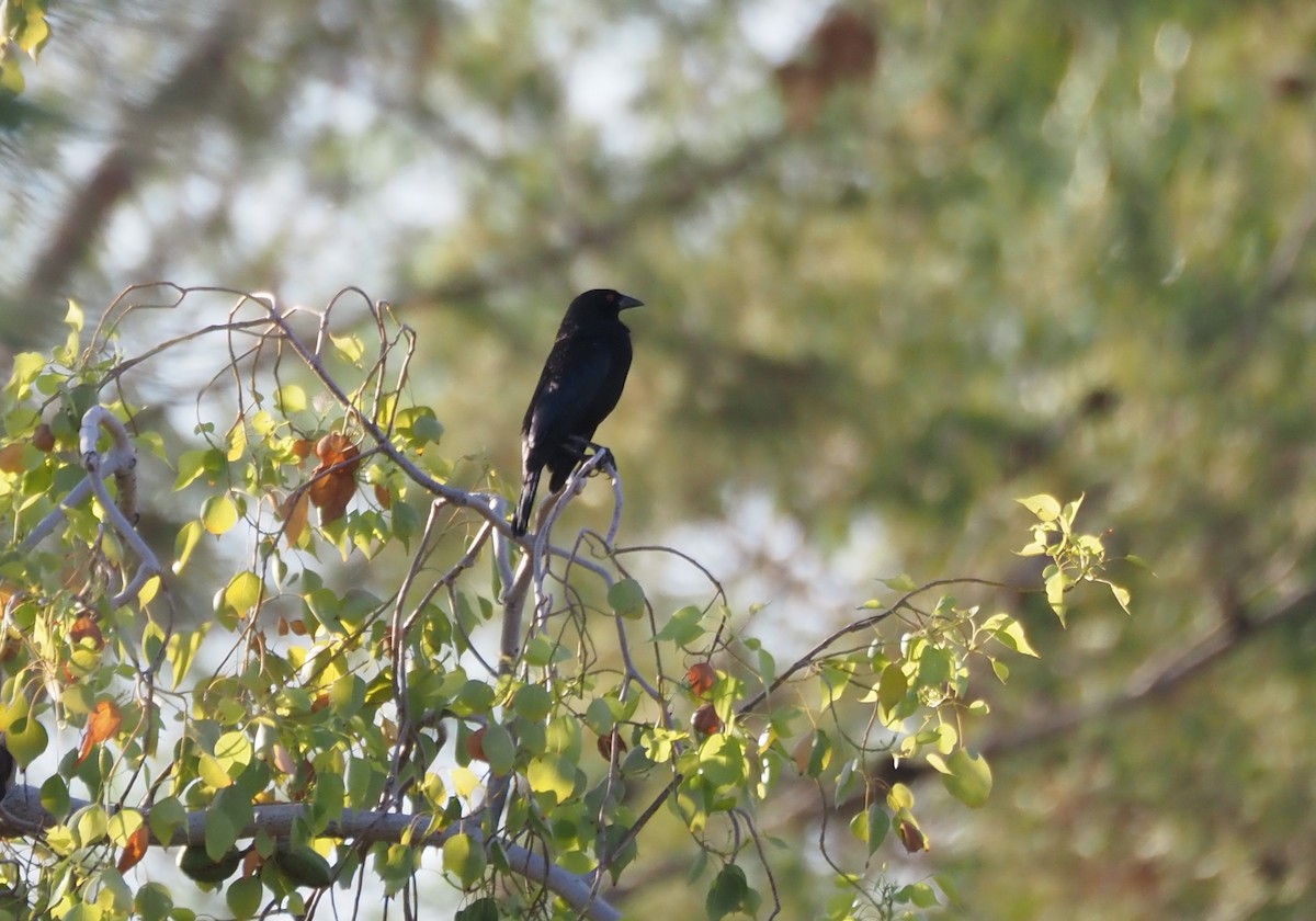Bronzed Cowbird - ML638382176