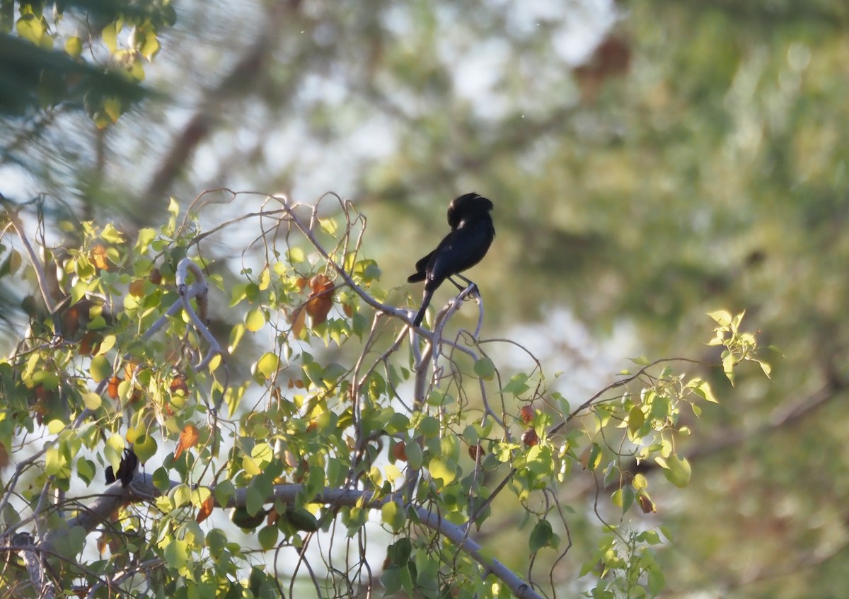 Bronzed Cowbird - ML638382178