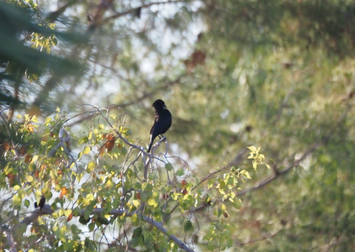 Bronzed Cowbird - ML638382179