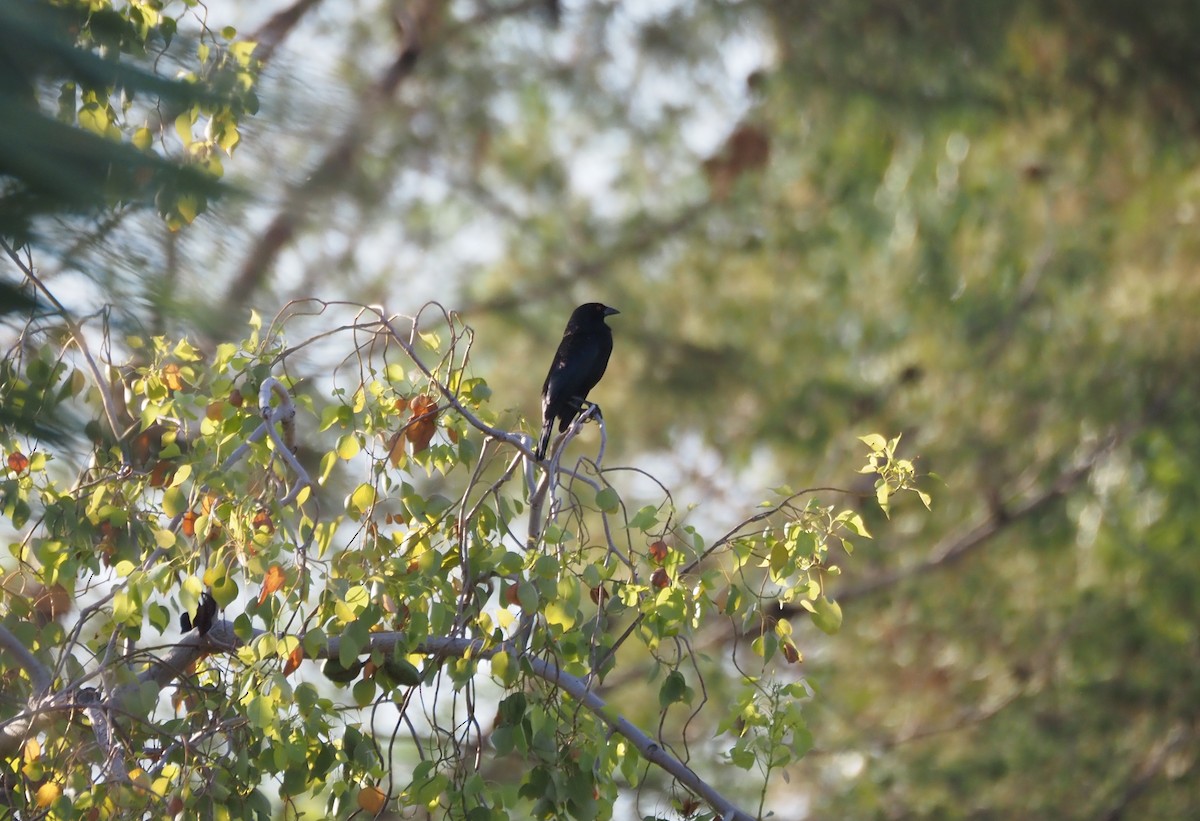 Bronzed Cowbird - ML638382182