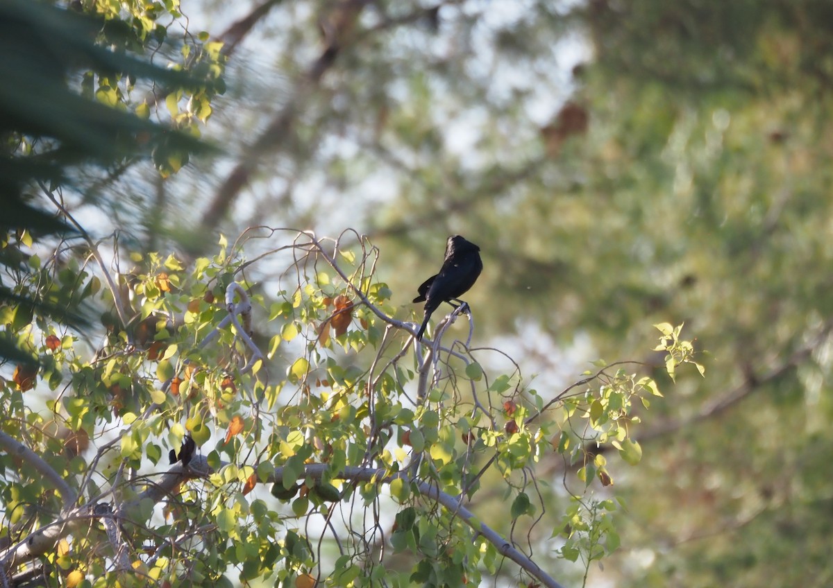 Bronzed Cowbird - ML638382183